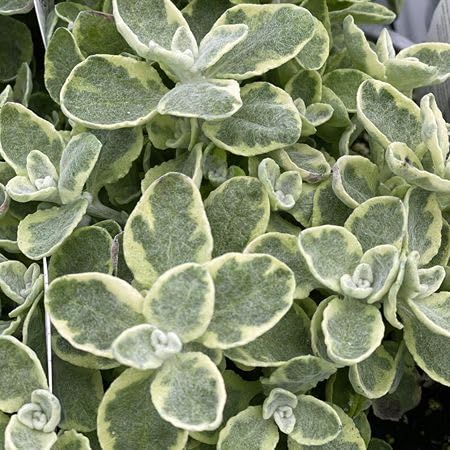 60 Stück grüne Lakritzpflanzensamen 60 Stück grüne Lakritzpflanzensamen von cetechondra