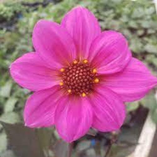 70 Stück Juliet-Blumensamen von cetechondra