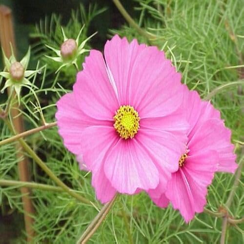 70 Stück Kosmos-Blumensamen 70 Stück Kosmos-Blumensamen von cetechondra