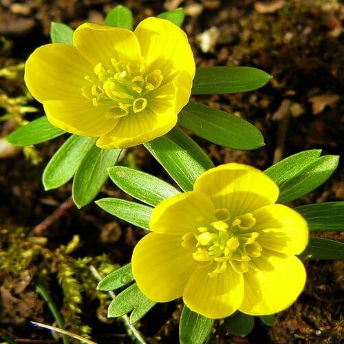 70 Stück Pflanzensamen - Eranthis Hyemalis Blumensamen 70 Stück Pflanzensamen - Eranthis Hyemalis Blumensamen von cetechondra