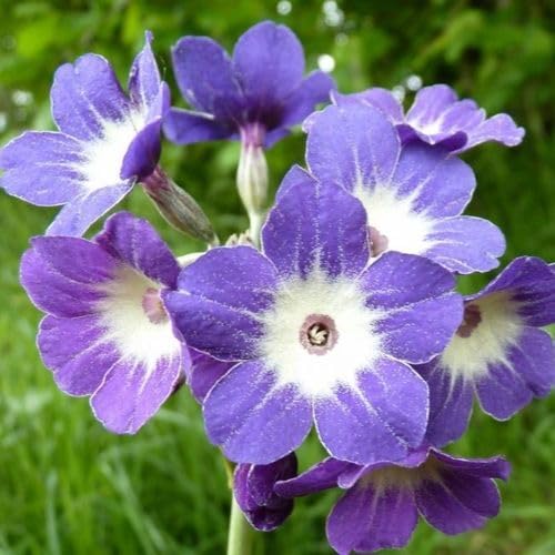70 Stück Pflanzensamen – Primula Alpicola Var Alba Blumensamen 70 Stück Pflanzensamen – Primula Alpicola Var Alba Blumensamen von cetechondra