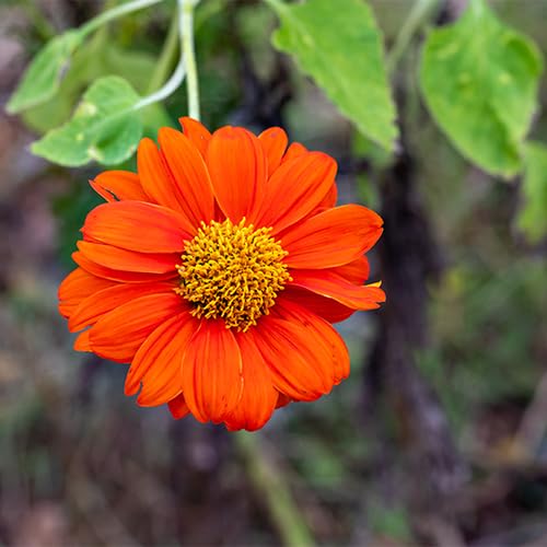 70 Stück Sonnenblume, Mexikanische Sonnenblume „Torch“, Blumensamen 70 Stück Sonnenblume, Mexikanische Sonnenblume „Torch“, Blumensamen von cetechondra