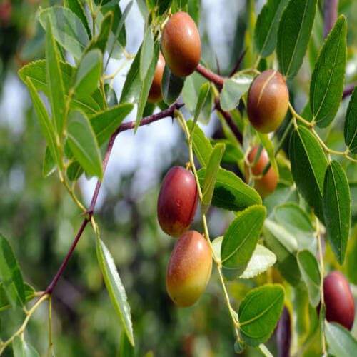 70 Stück braune Ziziphus-Fruchtsamen 70 Stück braune Ziziphus-Fruchtsamen von cetechondra