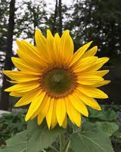 70 Stück gelbe Helianthus-Blumensamen 70 Stück gelbe Helianthus-Blumensamen von cetechondra