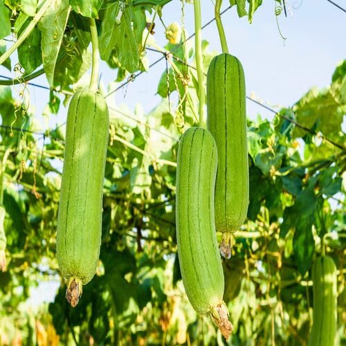 70 Stück grüne Luffa-Gemüsesamen von cetechondra