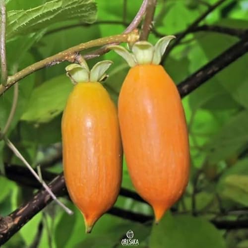 70 Stück orangefarbene Actinidia polygama Fruchtsamen von cetechondra