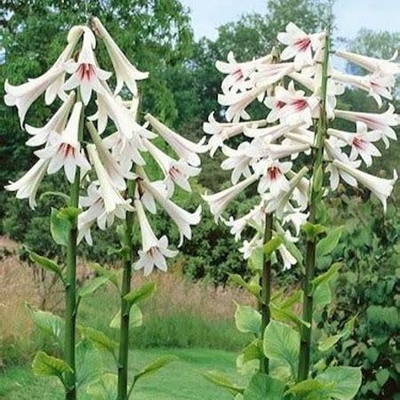 70 Stück weiße Cardiocrinum-Blumensamen von cetechondra