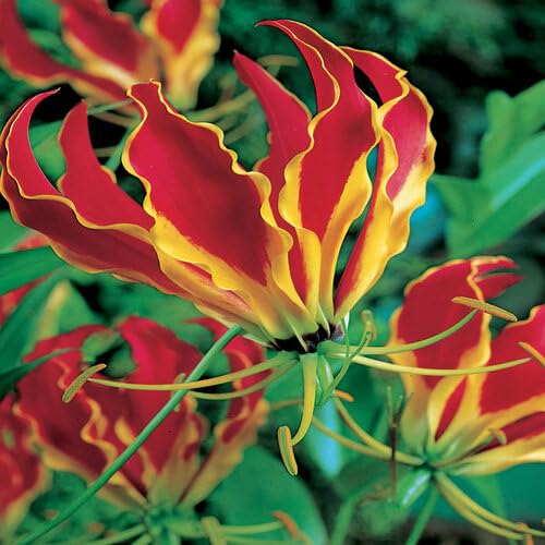 80 Stück Gloriosa rothschildiana superba, Blumensamen der Krone der Herrlichkeit 80 Stück Gloriosa rothschildiana superba, Blumensamen der Krone der Herrlichkeit von cetechondra