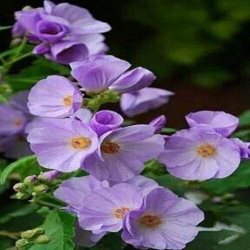 80 Stück Pflanzenweltsamen - Abutilon X Suntense Blumensamen 80 Stück Pflanzenweltsamen - Abutilon X Suntense Blumensamen von cetechondra