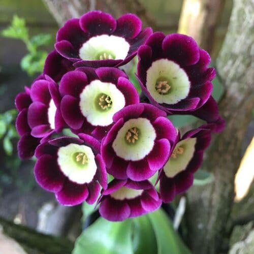 80 Stück Pflanzenweltsamen - Primula Scotica Blumensamen 80 Stück Pflanzenweltsamen - Primula Scotica Blumensamen von cetechondra