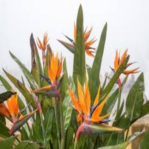 80 Stück Strelitzia-Blumensamen 80 Stück Strelitzia-Blumensamen von cetechondra