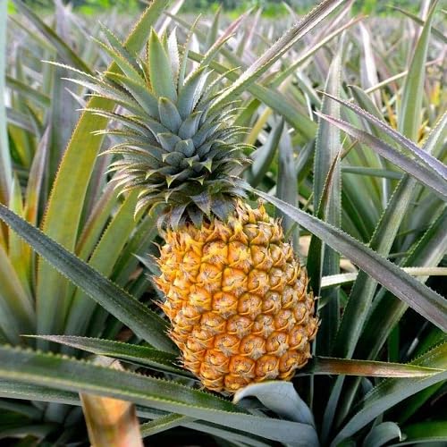 80 Stück gelbe Ananasfruchtsamen 80 Stück gelbe Ananasfruchtsamen von cetechondra