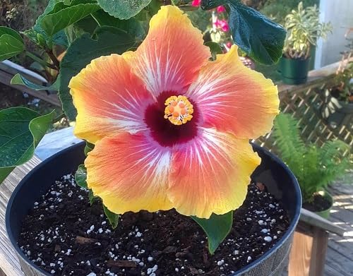 80 Stück gemischte Hibiskusblütensamen von cetechondra