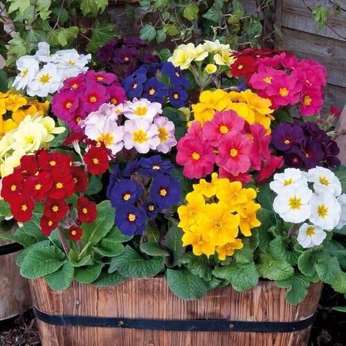 80 Stück gemischte Primelblumensamen 80 Stück gemischte Primelblumensamen von cetechondra