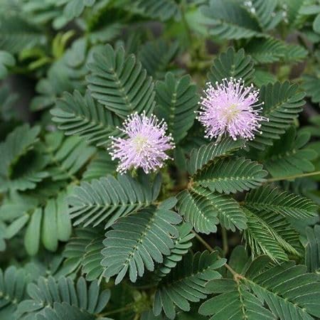 80 Stück grüne Mimosa Pudica Pflanzensamen von cetechondra