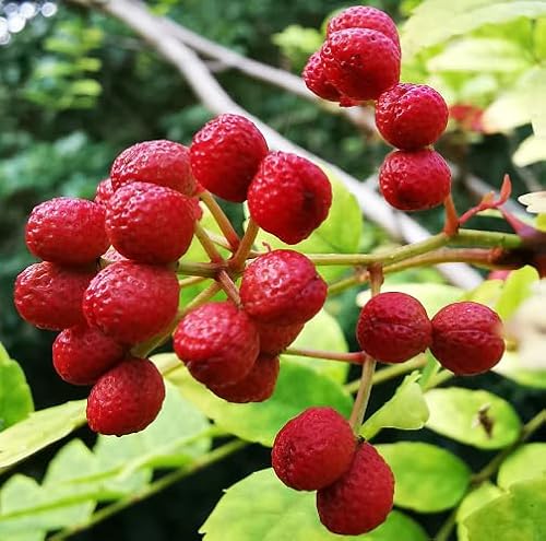 80 Stück rote Zanthoxylum piperitum Pfefferfruchtsamen 80 Stück rote Zanthoxylum piperitum Pfefferfruchtsamen von cetechondra