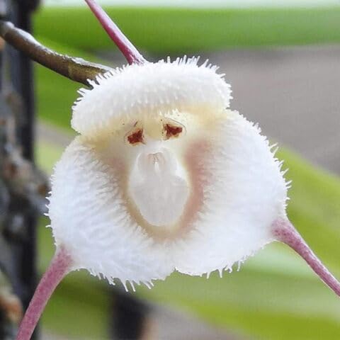 80 Stück weiße Affengesicht-Orchideensamen von cetechondra