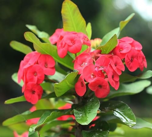 85 Stück rosa Euphorbia-Blumensamen von cetechondra
