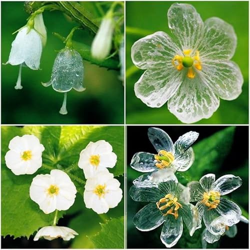 85 Stück weiße Diphylleia greyi Blumensamen von cetechondra