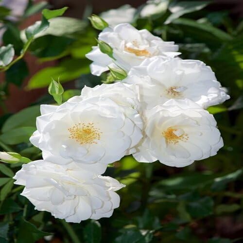 90 Stück Kriechende Rosenblütensamen 90 Stück Kriechende Rosenblütensamen von cetechondra