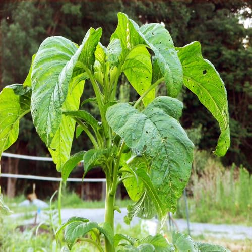 90 Stück grüne Callaloo-Pflanzensamen 90 Stück grüne Callaloo-Pflanzensamen von cetechondra