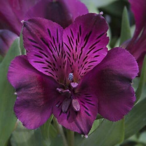 90 Stück lila Alstroemeria-Blumensamen 90 Stück lila Alstroemeria-Blumensamen von cetechondra