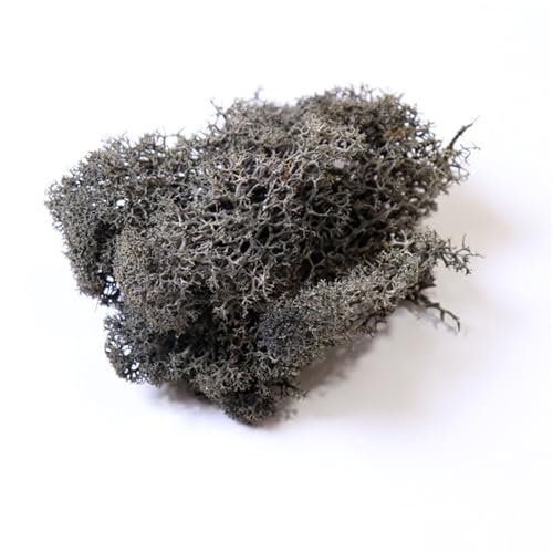 champracer Unzen Künstliches Moos, Zum Basteln Moos Pflanzen Deko Mooswand Lebend Konserviertes,Für Kreative Bastelprojekte Und Pflanzenverschönerung (Rauchig grau,10g) von champracer