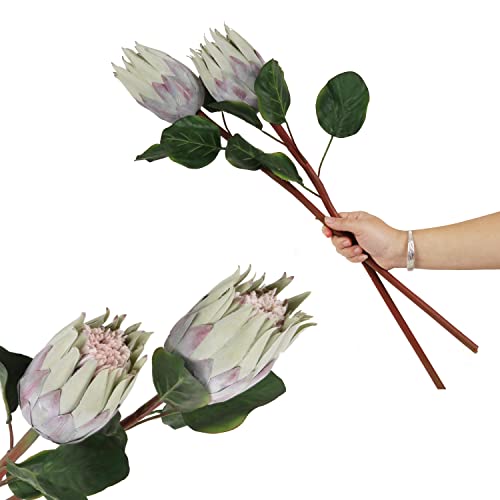 cn-Knight 4 x künstliche Protea-Blumenknospen, 66 cm, super langer Stiel, künstliche Protea-Blumenknospen, Seidenprotea-Knospe für Heimdekoration, Tafelaufsatz, Handwerk, Hochzeitsstrauß, Grün von cn-Knight