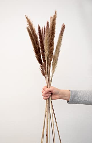 Pampasgras Mini - Reed Bunch, getrocknet, Bund (10-15 Stiele) ca. 70cm lang, natürliche Trockenblumen zum basteln oder dekorieren, Boho Deko, DIY von coco+cozy LIVING