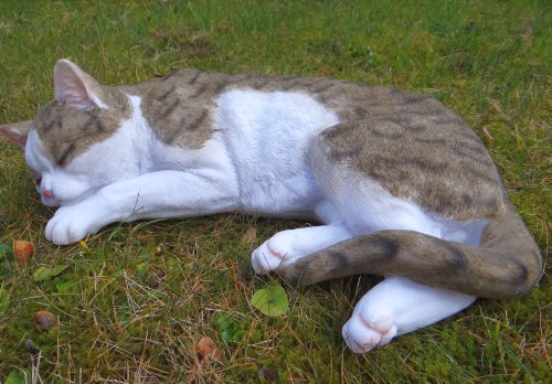 colourliving Dekofigur Hauskatze Stubentiger Katze Tierdeko Dekoration Nicht nur für den Garten von colourliving