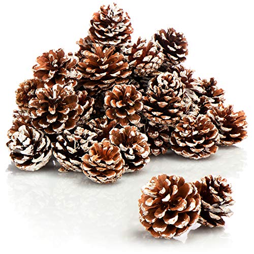 COM-FOUR® 30x Tannenzapfen weiße Spitze - Pinienzapfen als Weihnachtsdekoration - Zapfendeko - Streudeko - Bastelset - Weihnachtsschmuck (30 Stück - weiße Spitze) von com-four