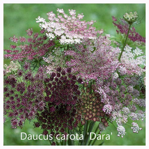 Daucus Caroota 'Dara' Samen Schokoladenspitze von countrygardenuk.com