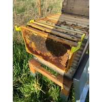 Wabenhalter // Wabe Rähmchenhalter Imkereihilfe Imker Rahmenhalter Bienenstock von creat3Design2024