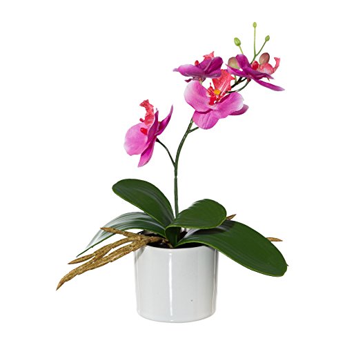 creativ home Kunstblume MINIPHALENOPSIS (Orchidee) im KERAMIKTOPF. Phalenopsis ca 20 cm. Fuchsia, LILA von creativ home