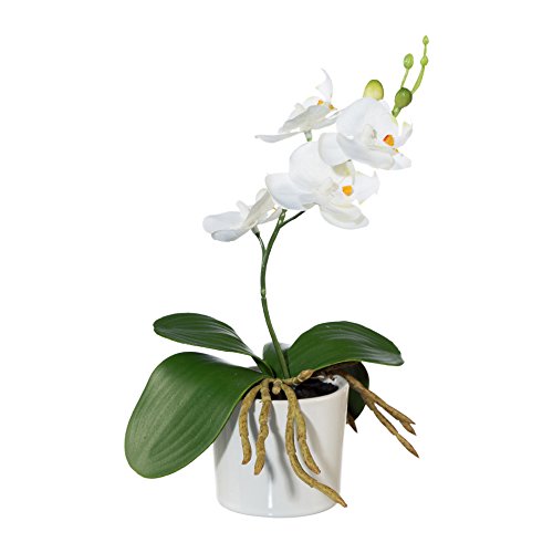 creativ home Kunstblume MINIPHALENOPSIS (Orchidee) im KERAMIKTOPF. Phalenopsis ca 20 cm. Weiß, Weiss von creativ home