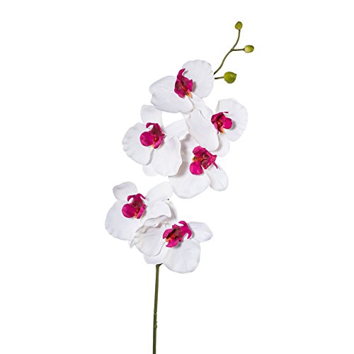 Kunstblume PHALENOPSIS, ORCHIDEENZWEIG 76 cm. Farbe WEISS-LILA 1017101-42 Kunstblume PHALENOPSIS, ORCHIDEENZWEIG 76 cm. Farbe WEISS-LILA 1017101-42 von creativ home