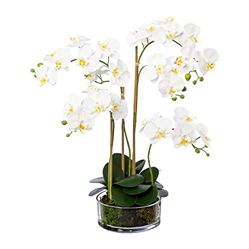 Kunstblume PHALENOPSIS ca. 50-60cm weiß, Weiss. Phalaenopsis Orchidee im massivem Glas 20 cm. von creativ home