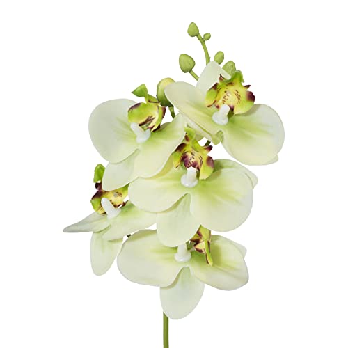 creativ home Künstliche Orchidee Orchideenzweig Kunstblume Phalaenopsis mit Stiel 27cm. Real Touch Oberfläche. (Grün) von creativ home