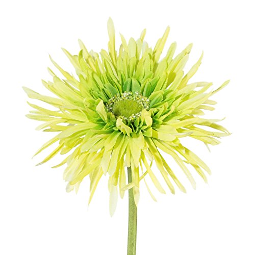 creativ home Kunstblume, Seidenblume Gerbera gefüllt 57 cm. GRÜN. 2018018-50 von creativ home