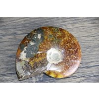 3.5''' Natürliche Ammonit Fossil, Poliert Fossil Conch - Fossile Probe Rot, Schillernd Fossil- Schnecke von crystalloading