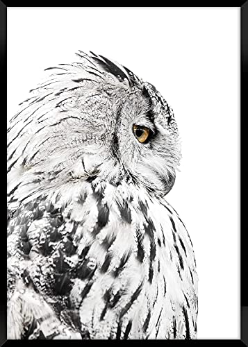 daazoo Rahmenbild White Owl 50 x 70 cm | Elegante weiße Schnee Eule im schicken Schwarzweiß | Modernes Wandbild mit schwarzem Rahmen im Hochformat | geeignet für Wohnzimmer Schlafzimmer Flur & Büro von daazoo