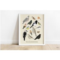 British Garden Birds Kunstdruck | Identifikation Illustration Rotkehlchen Amsel Blaumeise Natur Wildlife von darcieolleyshop