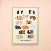 Meerschweinchen Typ Print | Identifikation Rassen Peru American Pet Geschenk Lernwand Kunst Poster von darcieolleyshop