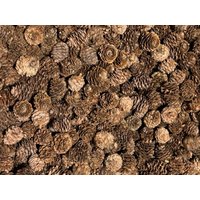 100 Lärchenzapfen Geraspelt Zapfen Zum Basteln Und Dekorieren Herbstdeko 100 Lärchenzapfen Geraspelt Zapfen Zum Basteln Und Dekorieren Herbstdeko von dasspatzennest