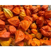 60 Getrocknete Physalis Lampionblüte Mit Schönheitsfehlern Naturmaterial Zum Basteln Herbstdeko von dasspatzennest