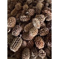 60 Kasuarinen-Zapfen 2-3 cm Naturmaterial Basteln Weihnachten Deko 60 Kasuarinen-Zapfen 2-3 cm Naturmaterial Basteln Weihnachten Deko von dasspatzennest