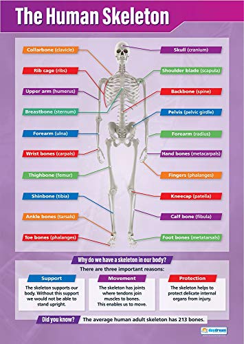 Daydream Education Wissenschaftsposter „The Human Skeleton“, Glanzpapier, 850 x 594 mm (A1), Wissenschaftsdiagramme für das Klassenzimmer, Lernposter (englische Version) von Daydream Education