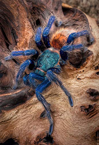 DIY Handmade 5D Diamond Painting Kit Spinne Vollbohrerei Bild Wohnkultur Wandkunst von dbzlp