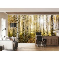 Forrest Sonnenlicht Baum Gras Tapete Wandbild Bild Wand Haus Zimmer Poster Dekor Wandbezug, Wanddekoration von decalsst