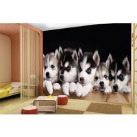 Süße Hund Tier Welpen Foto Wallpaper Wandbild Haustiere Kinder Zimmer Vet Poster Husky Wandbezug, Wanddekoration von decalsst